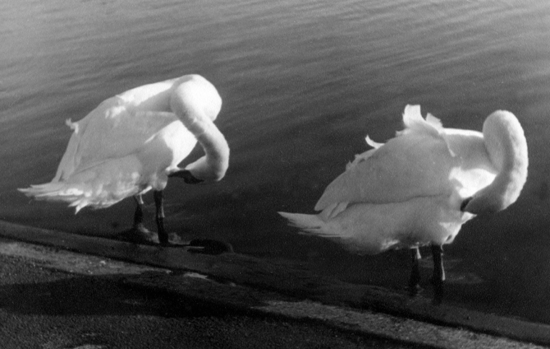 Hyde Park SwansPNG